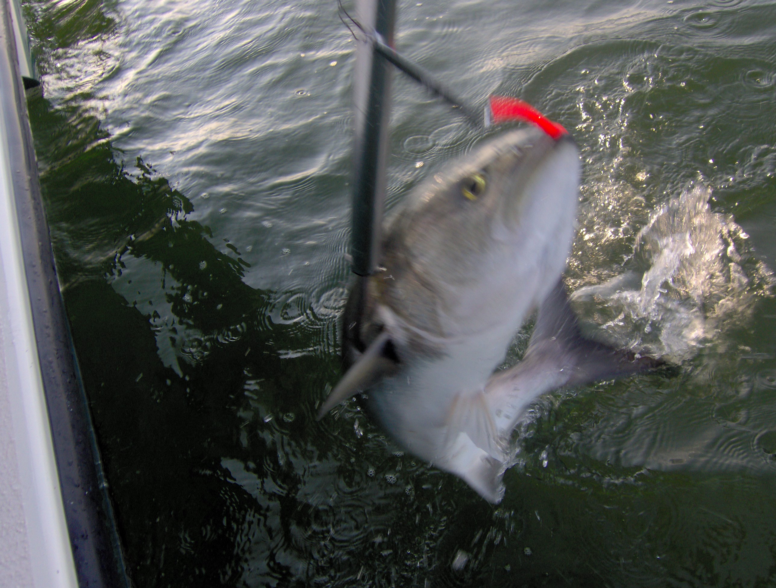 BLue Fish